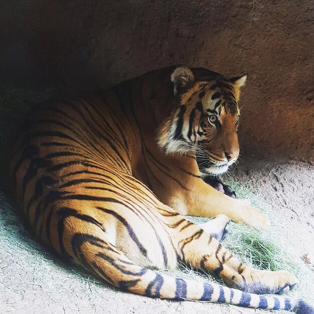 El tigre se relaja al aire libre