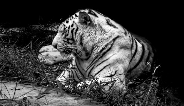 Foto tigre relajándose en el campo