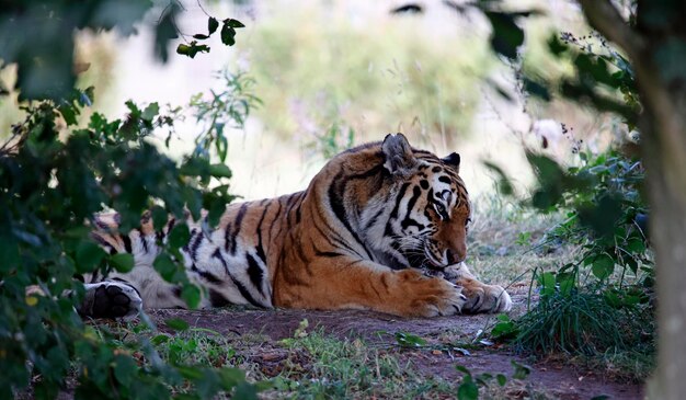 Tigre relajándose a la sombra en un parque de vida silvestre