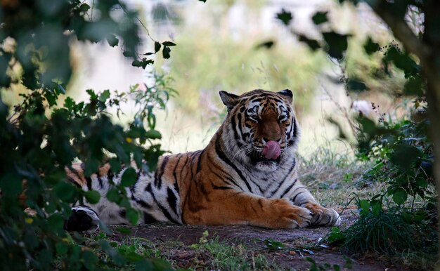 Tigre relajándose a la sombra en un parque de vida silvestre