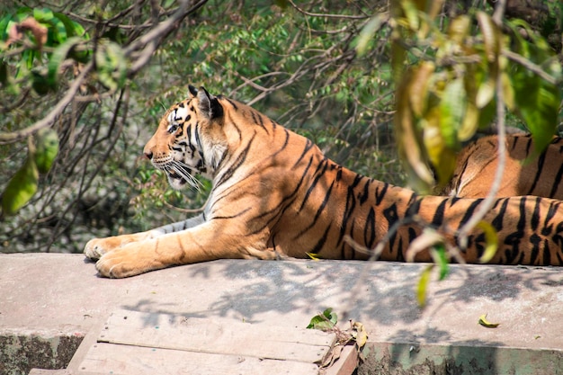 Tigre relaxando em um perigo de floresta animal taiga Animal em uma floresta verde