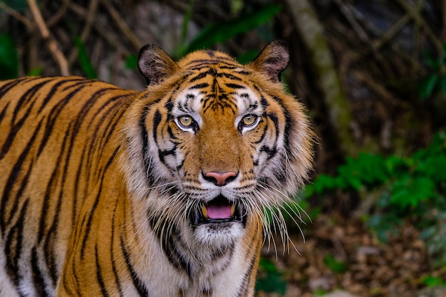 Foto tigre retrato de um tigre de bengala na tailândia