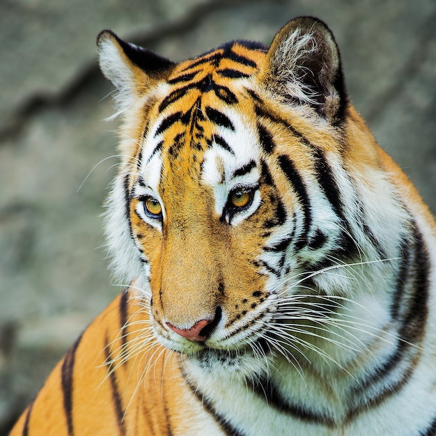 Tigre, retrato de um tigre de Bengala.