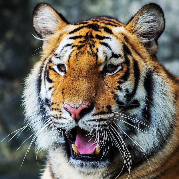 Tigre, retrato de um tigre de bengala.