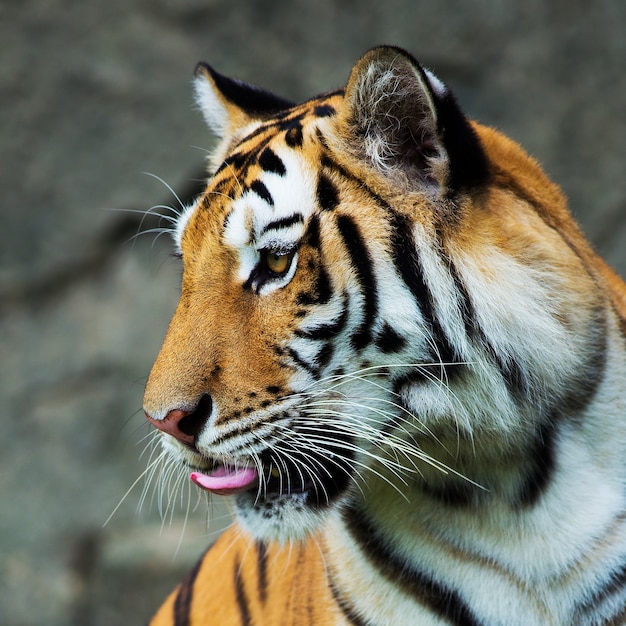 Tigre, retrato de un tigre de Bengala.