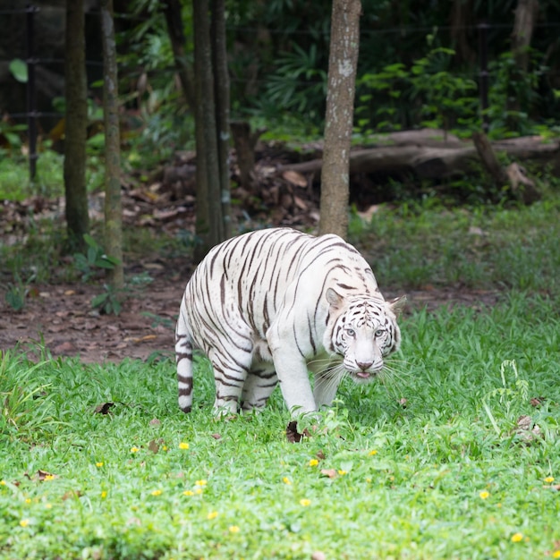 Tigre el rey del bosque familia de tigre vida salvaje tigresa hembra