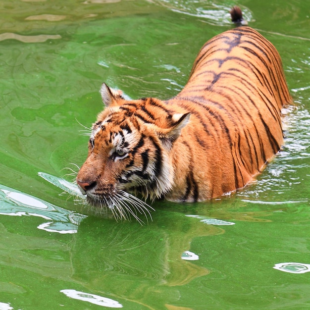 Tigre el rey del bosque familia del tigre vida silvestre rugido tigresa