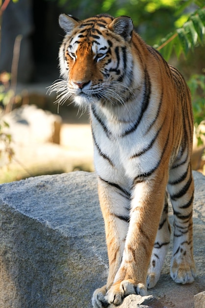 Foto tigre en la roca