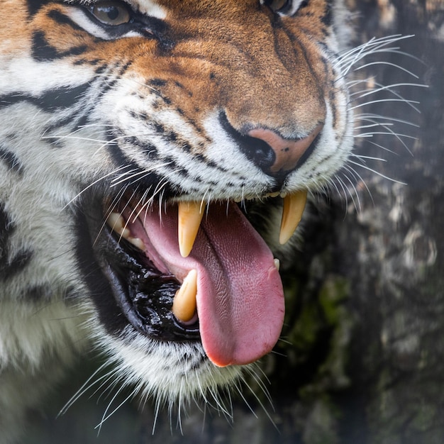 Tigre rugindo agressivamente em seu habitat natural