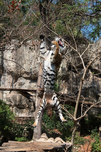 El tigre saltó para comer en el espectáculo del zoológico.