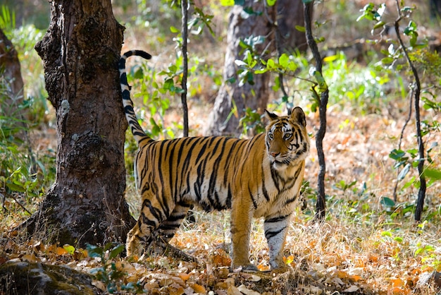 Tigre salvaje en la selva India Parque Nacional Bandhavgarh