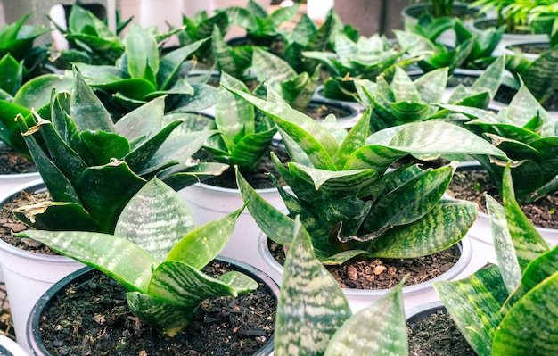 Tigre sansevieria en macetas cerrar antecedentes