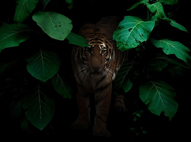 Tigre en la selva tropical por la noche