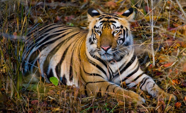 Tigre selvagem deitado na grama Parque Nacional Bandhavgarh da Índia