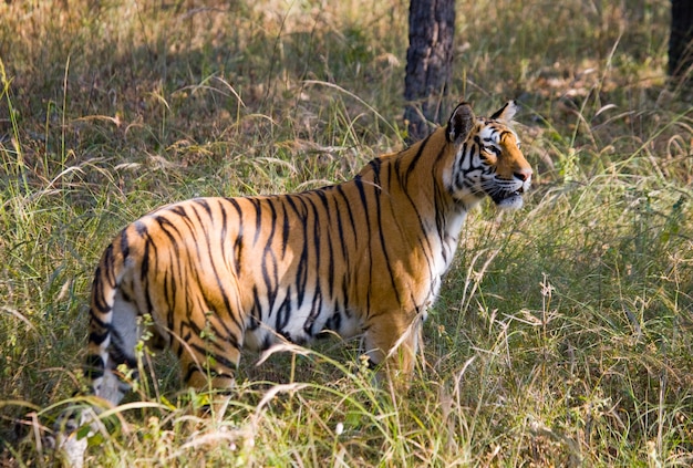 Tigre selvagem na selva. índia.