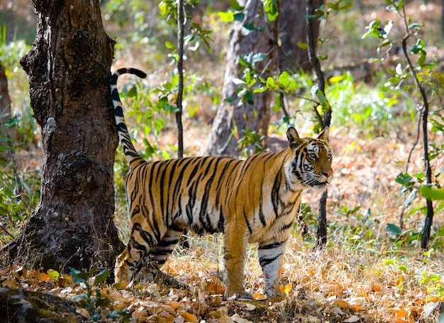 Tigre selvagem na selva Parque Nacional de Bandhavgarh da Índia