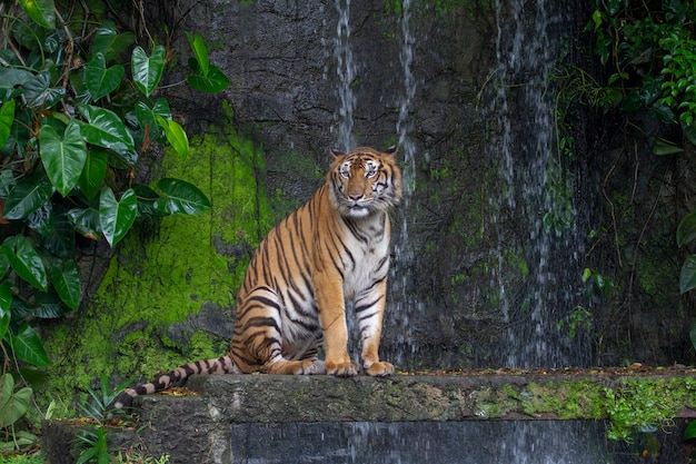 Tigre sentado frente a la cascada