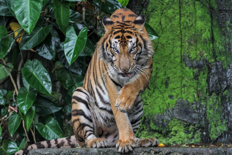 Tigre show lengua es sentarse