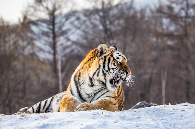 Tigre siberiano acostado sobre una colina cubierta de nieve