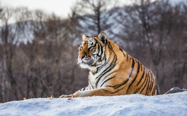 Tigre siberiano acostado sobre una colina cubierta de nieve