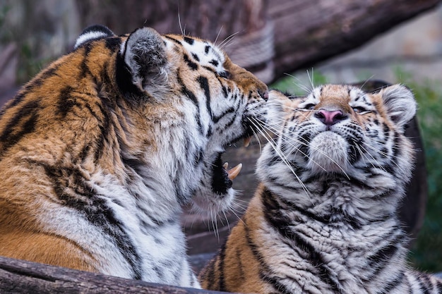 Tigre siberiano con cachorro Panthera tigris altaica