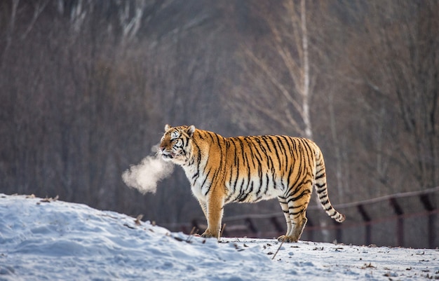 Tigre siberiano camina en un claro nevado