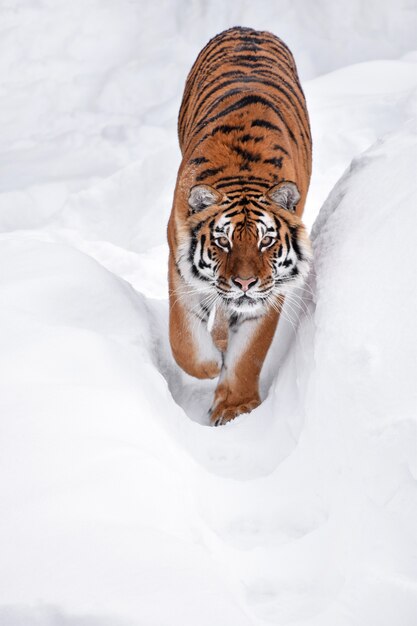 Foto tigre siberiano caminhando na neve branca