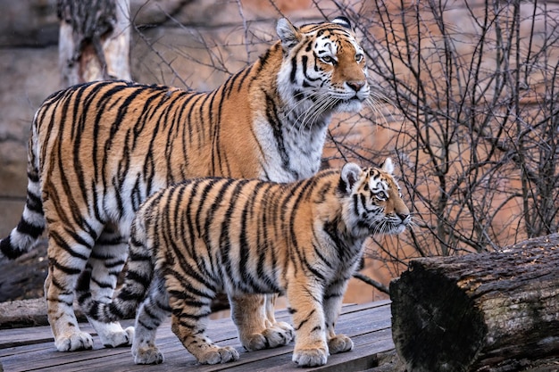 Tigre siberiano com filhote Panthera tigris altaica