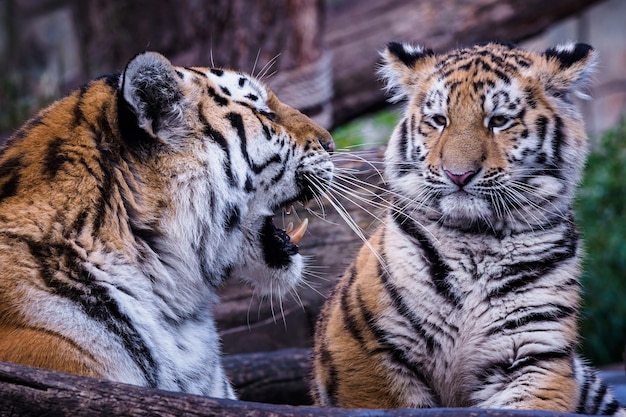 Tigre siberiano com filhote Panthera tigris altaica