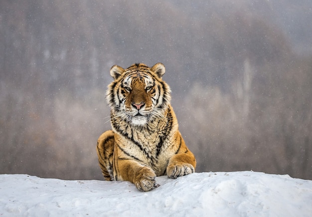 Tigre siberiano deitado em uma colina coberta de neve. Retrato contra a floresta de inverno. Siberian Tiger Park