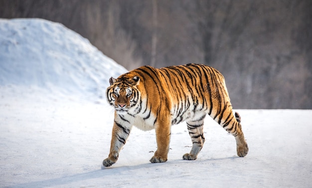 Tigre siberiano en un día de invierno