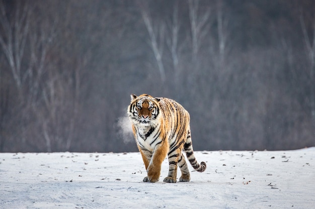 Tigre siberiano en un día de invierno