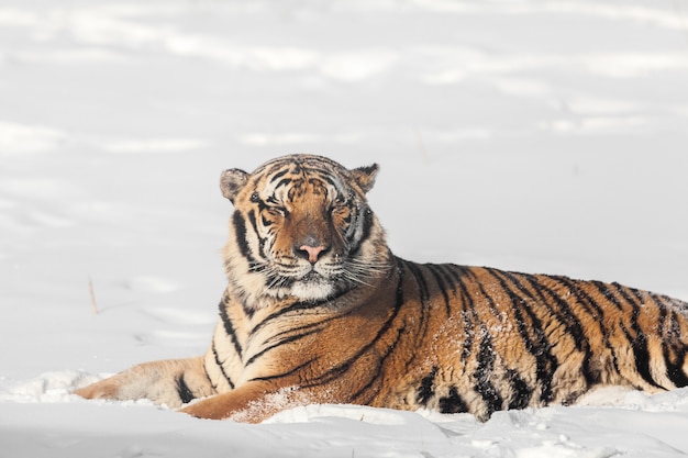 Foto tigre siberiano durmiendo