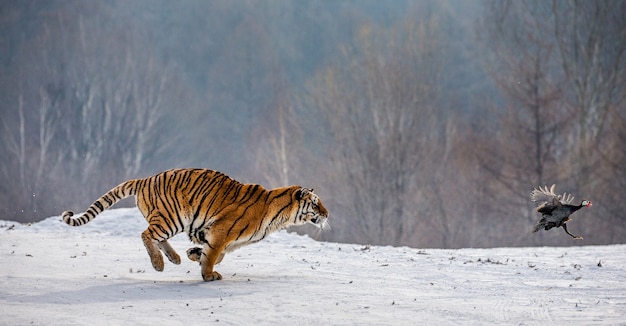 Tigre siberiano em um dia de inverno