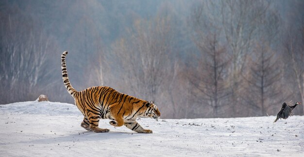 Tigre siberiano em um dia de inverno