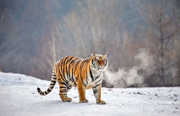 Tigre siberiano em um dia de inverno