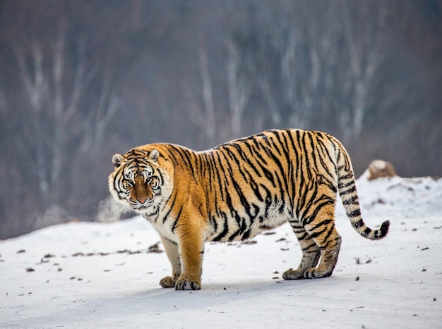 Tigre siberiano em um dia de inverno