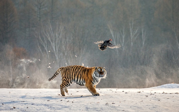 Tigre Siberiano Correndo Na Floresta De Inverno. Ilustração 3D. Imagem e  Fotografia Gratuitas 197929795.