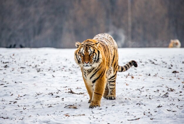 Tigre siberiano em um dia de inverno