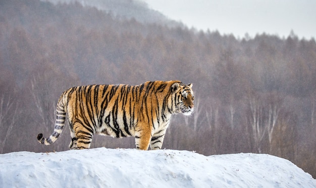 Tigre siberiano está de pie sobre una colina nevada sobre un fondo de árboles de invierno. Parque del Tigre Siberiano.