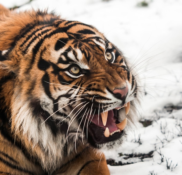 Tigre siberiano en la nieve