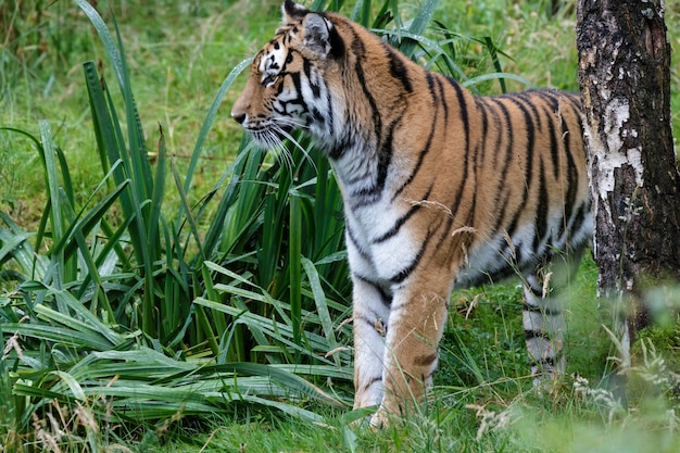 Tigre siberiano (Panthera tigris altaica) o tigre de Amur