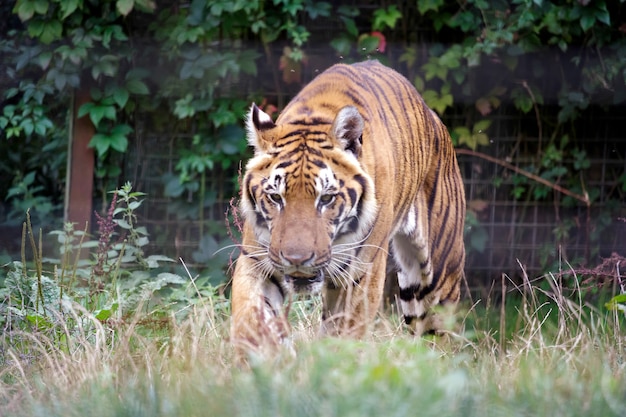 Tigre siberiano (Panthera tigris altaica)