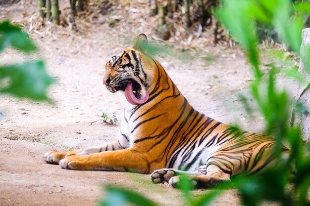 Foto tigre siberiano também conhecido como o tigre de amur