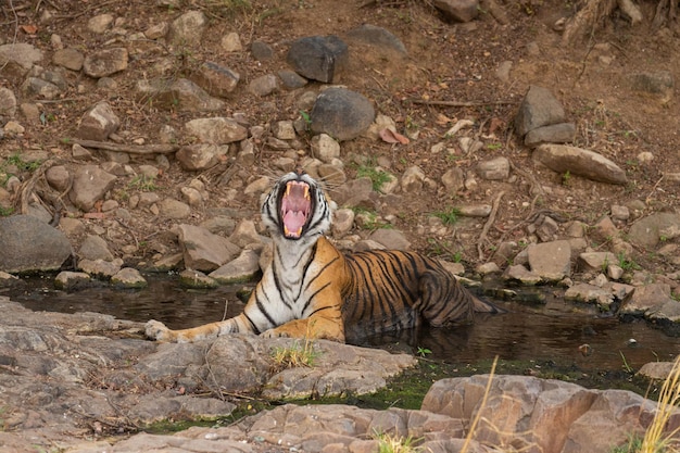 Tigre en su hábitat natural