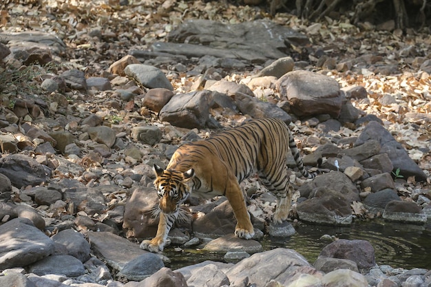 Tigre en su hábitat natural