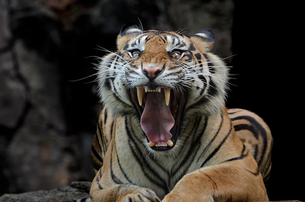Foto tigre de sumatra con cara de miedo