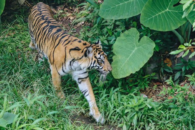 Tigre de Sumatra Panthera tigris sumatrae en el bosque