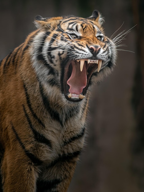 Foto tigre de sumatra