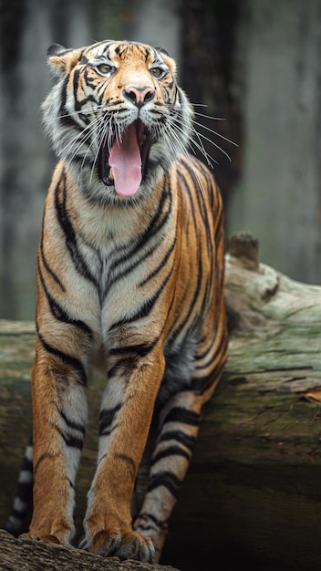 Tigre de Sumatra